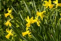 Daffodils, daffodils bloom bright yellow in a meadow Royalty Free Stock Photo