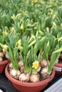 Daffodils daffs Royalty Free Stock Photo