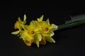 Daffodils on a dark background. Yellow flowers lie on a black surface. Royalty Free Stock Photo