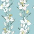 Daffodils delicate drawing by hand