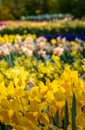 Daffodils on display at Keukenhof Gardens, Lisse, South Holland. Photographed on a sunny spring day. Royalty Free Stock Photo
