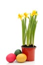 Daffodils and Easter Eggs Royalty Free Stock Photo