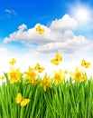 Daffodils easter flowers green grass. Spring landscape Royalty Free Stock Photo