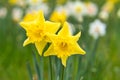 Daffodils at Easter time on a meadow. Yellow flowers shine against the green grass Royalty Free Stock Photo