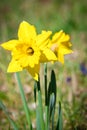 Daffodils at Easter time on a meadow. Yellow flowers shine against the green grass Royalty Free Stock Photo