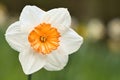 Daffodils at Easter time on a meadow. Yellow white flowers shine against the grass Royalty Free Stock Photo