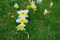 Daffodils at Easter time on a meadow. Yellow white flowers shine against the grass Royalty Free Stock Photo