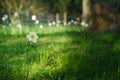 Daffodils at Easter time on a meadow. Yellow white flowers shine against the grass Royalty Free Stock Photo