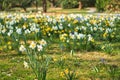 Daffodils at Easter time on a meadow. Yellow white flowers shine against the grass Royalty Free Stock Photo