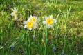 Daffodils at Easter time on a meadow. Yellow white flowers shine against the grass Royalty Free Stock Photo