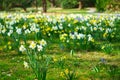 Daffodils at Easter time on a meadow. Yellow white flowers shine against the green grass