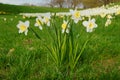 Daffodils at Easter time on a meadow. Yellow white flowers shine against the green grass