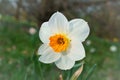 Daffodils at Easter time on a meadow. Yellow white flowers shine against the green grass