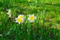 Daffodils at Easter time on a meadow. Yellow white flowers shine against the green grass