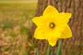 Daffodils at Easter time on a meadow. Yellow white flowers shine against the green grass