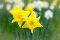 Daffodils at Easter time on a meadow. Yellow white flowers shine against the green grass