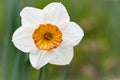 Daffodils at Easter time on a meadow. Yellow white flowers shine against the green grass