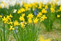 Daffodils at Easter time on a meadow. Yellow white flowers shine against the green grass