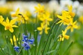 Daffodils at Easter time on a meadow. Yellow white flowers shine against the green grass