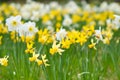 Daffodils at Easter time on a meadow. Yellow white flowers shine against the green grass