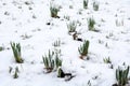 Daffodils emerging through snow Royalty Free Stock Photo
