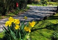 Daffodils and English Post Box in a Country Lane in South Devon Royalty Free Stock Photo
