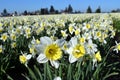 Daffodils