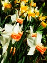 Daffodils flower bed Royalty Free Stock Photo