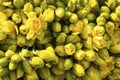 Daffodils on the flower market in Amsterdam for sale