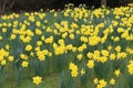 Daffodils in Flower