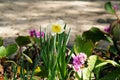 Daffodils in flowerbed