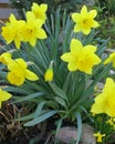 Daffodils in flowerbed during Easter time