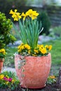 Daffodils in flowerpot and yellow pansies