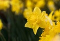 Daffodils flowers blooming in the spring,  Yellow flowers against blurry natural background Royalty Free Stock Photo