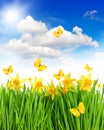 Daffodils flowers and butterflies in green grass. Royalty Free Stock Photo