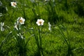 Daffodils flowers on the grass lawn. Sunny day Royalty Free Stock Photo