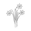 Daffodils flowers. Narcissus. Vector doodle isolated black and white Royalty Free Stock Photo