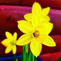 Daffodils