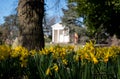 Daffodils in the foreground. Temple building overlooking the lake at Gunnersbury Park in Ealing, west London, UK Royalty Free Stock Photo