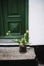 Daffodils in front of a house in Denmark Royalty Free Stock Photo
