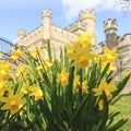 Daffodils in front of Whitstable Castle.
