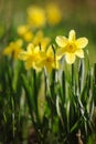 Daffodils in full bloom in the garden