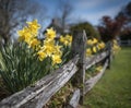 Daffodils in Full Bloom Royalty Free Stock Photo