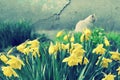 Daffodils garden