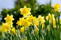 Daffodils in the garden