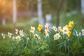 Blooming white and yellow daffodils in the garden in springtime Royalty Free Stock Photo