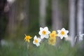 Daffodils in the garden, flowers in springtime