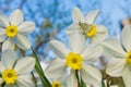 Daffodils in the garden