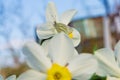 Daffodils in the garden