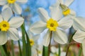 Daffodils in the garden